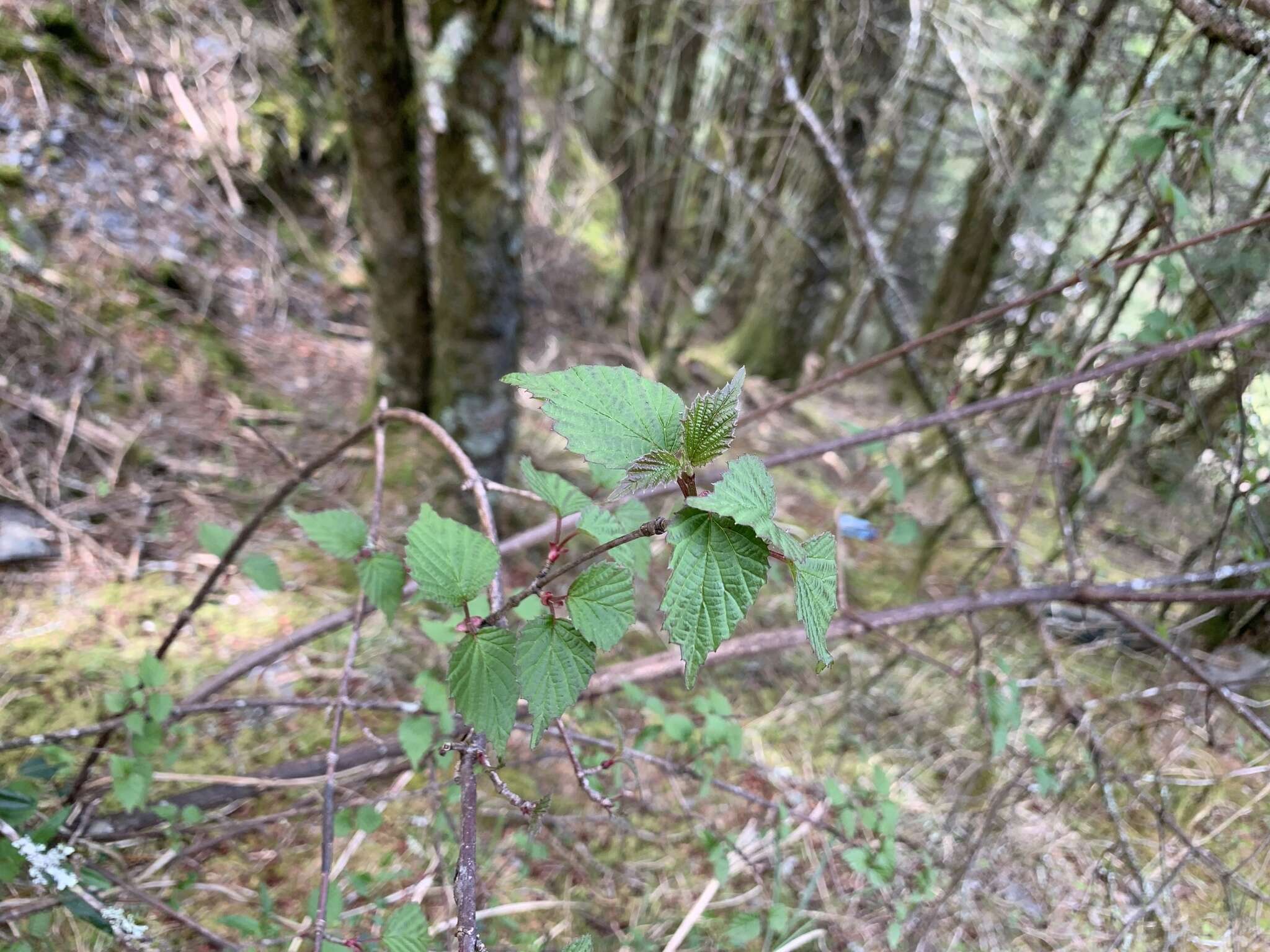 Image de Viburnum betulifolium Batalin