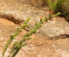 Слика од Erica caffrorum Bolus