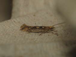 صورة Plutella xylostella Linnaeus 1767