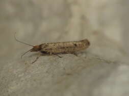 صورة Plutella xylostella Linnaeus 1767