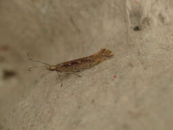 صورة Plutella xylostella Linnaeus 1767