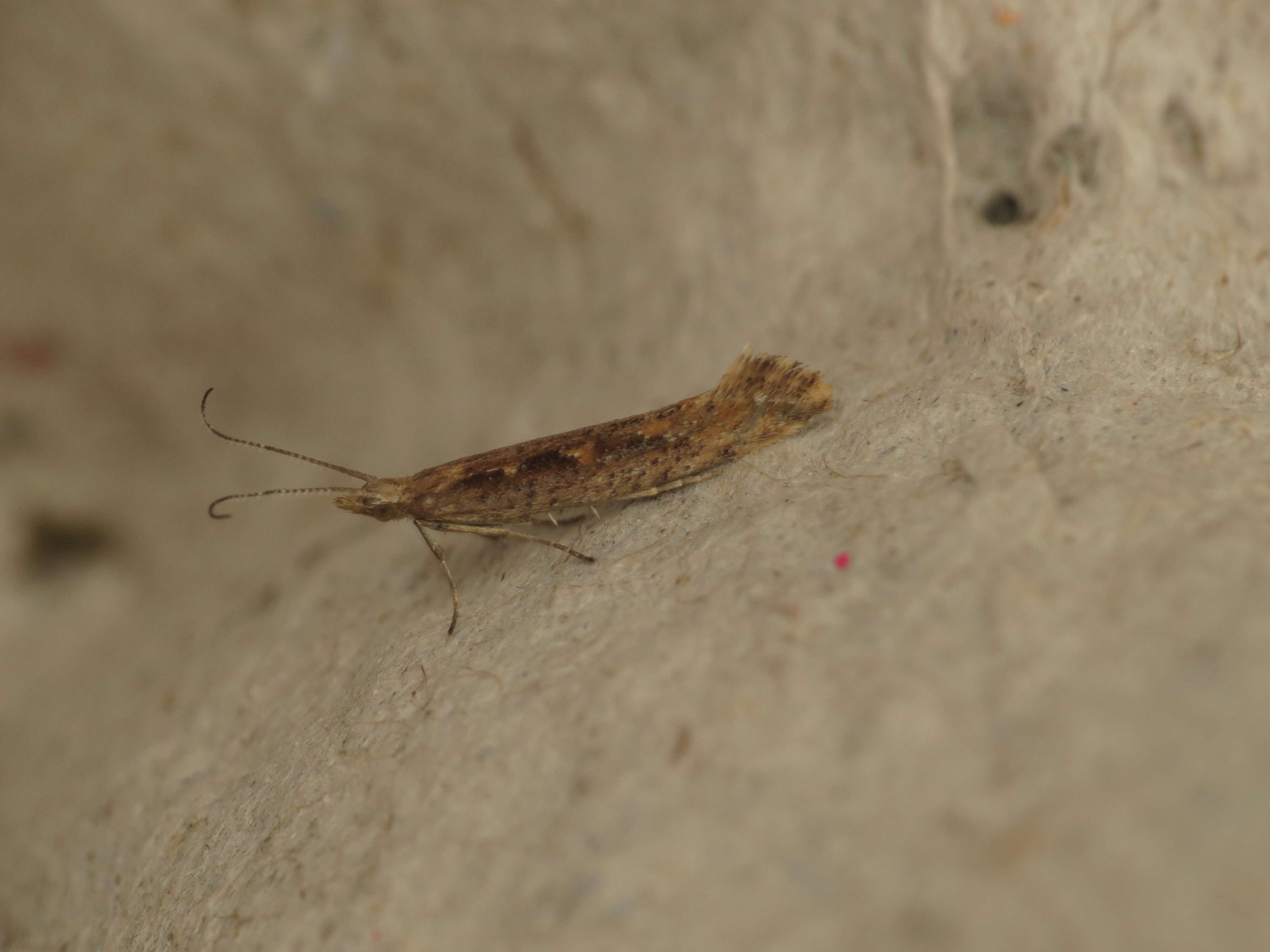 صورة Plutella xylostella Linnaeus 1767