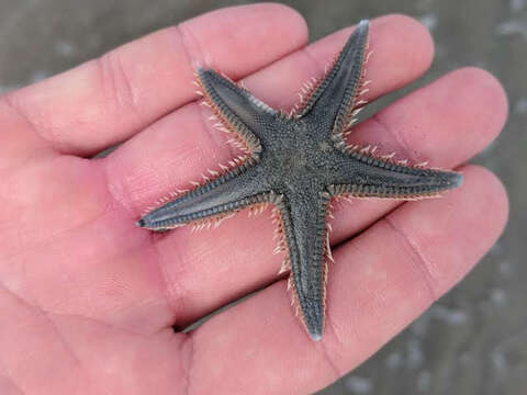 Image of Astropecten armatus Gray 1840