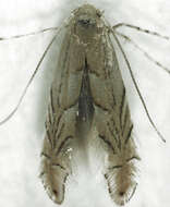 Phyllonorycter messaniella (Zeller 1846)的圖片