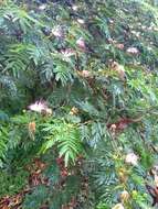 Imagem de Calliandra pittieri Standl.