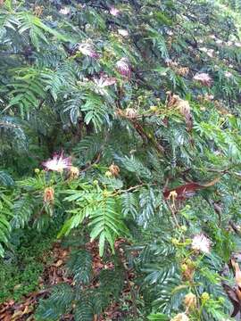 Image of Calliandra pittieri Standl.