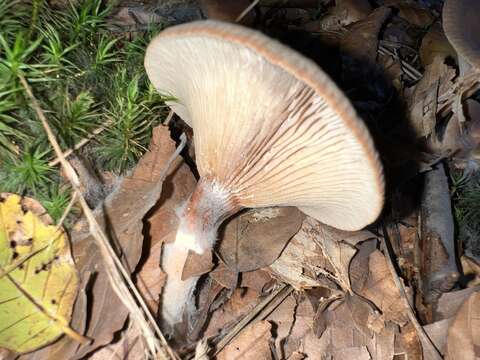 Image of Lactarius subdulcis (Pers.) Gray 1821