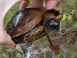 Image of Black River Turtle
