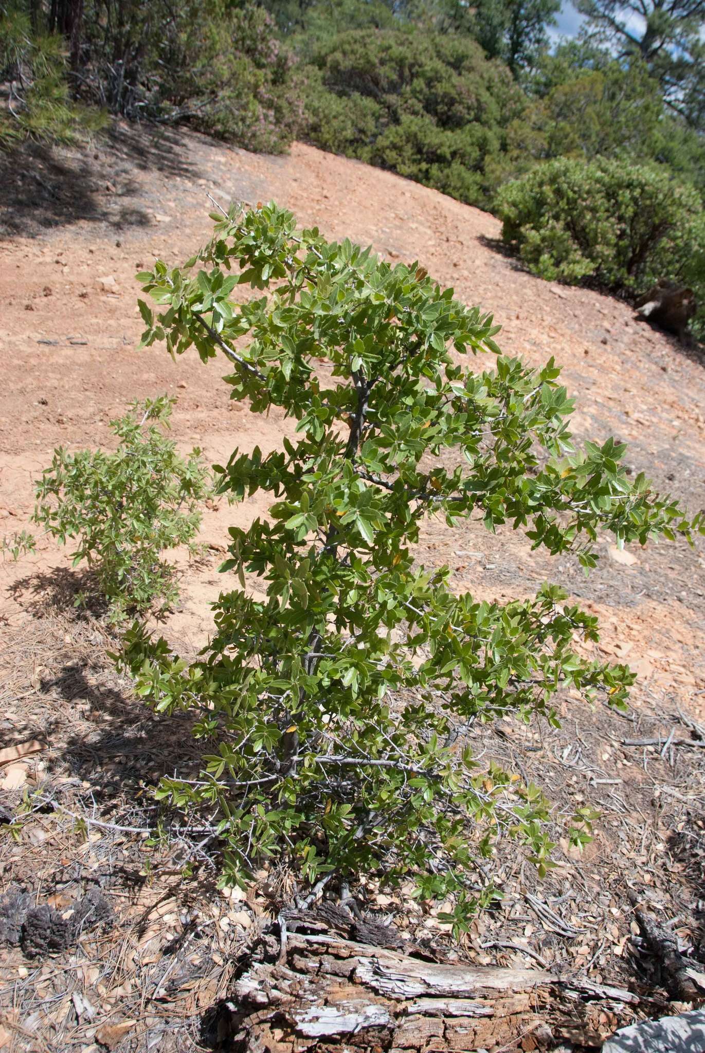 Image of Emory Oak