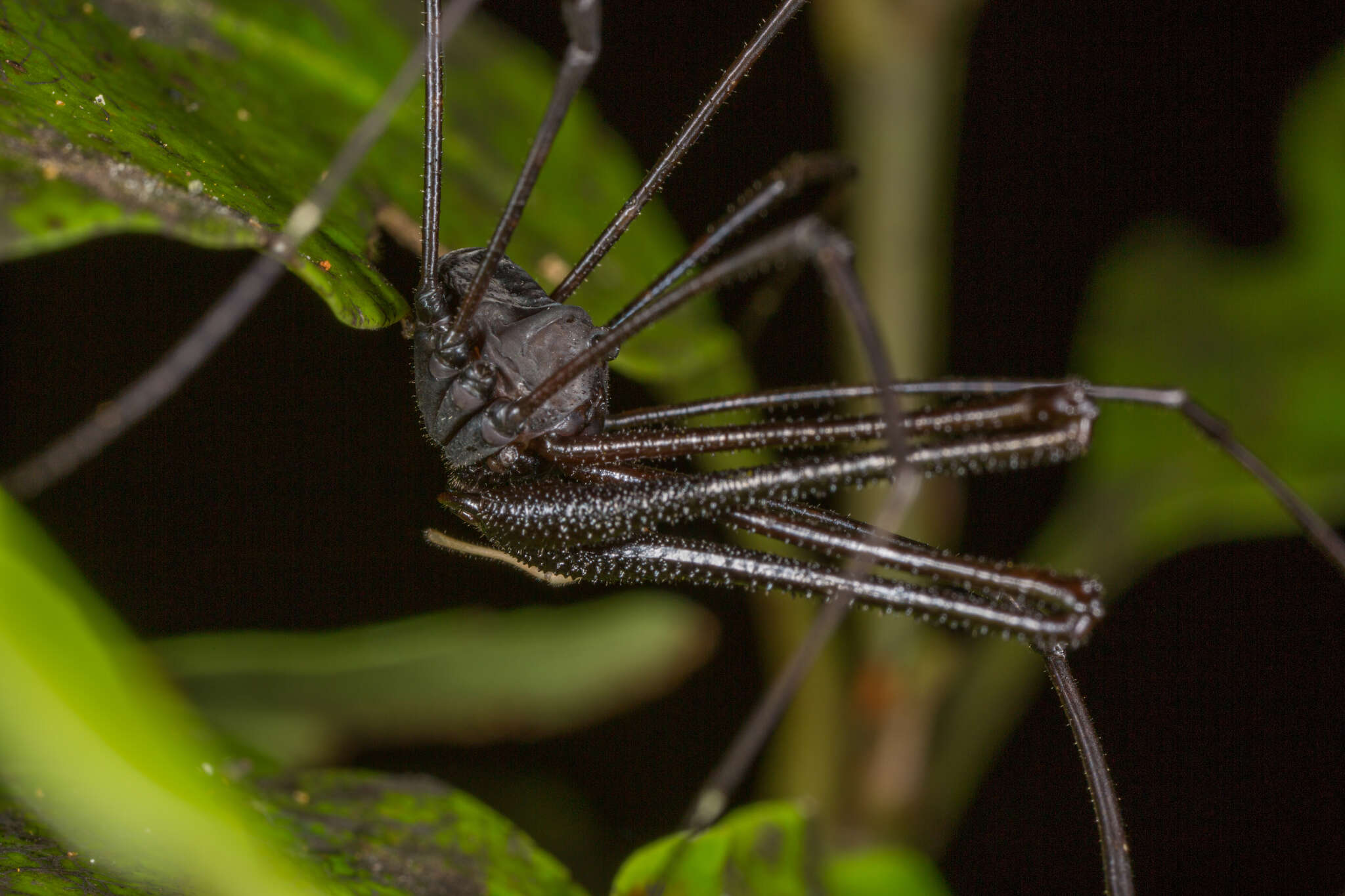 Sivun Pantopsalis cheliferoides kuva