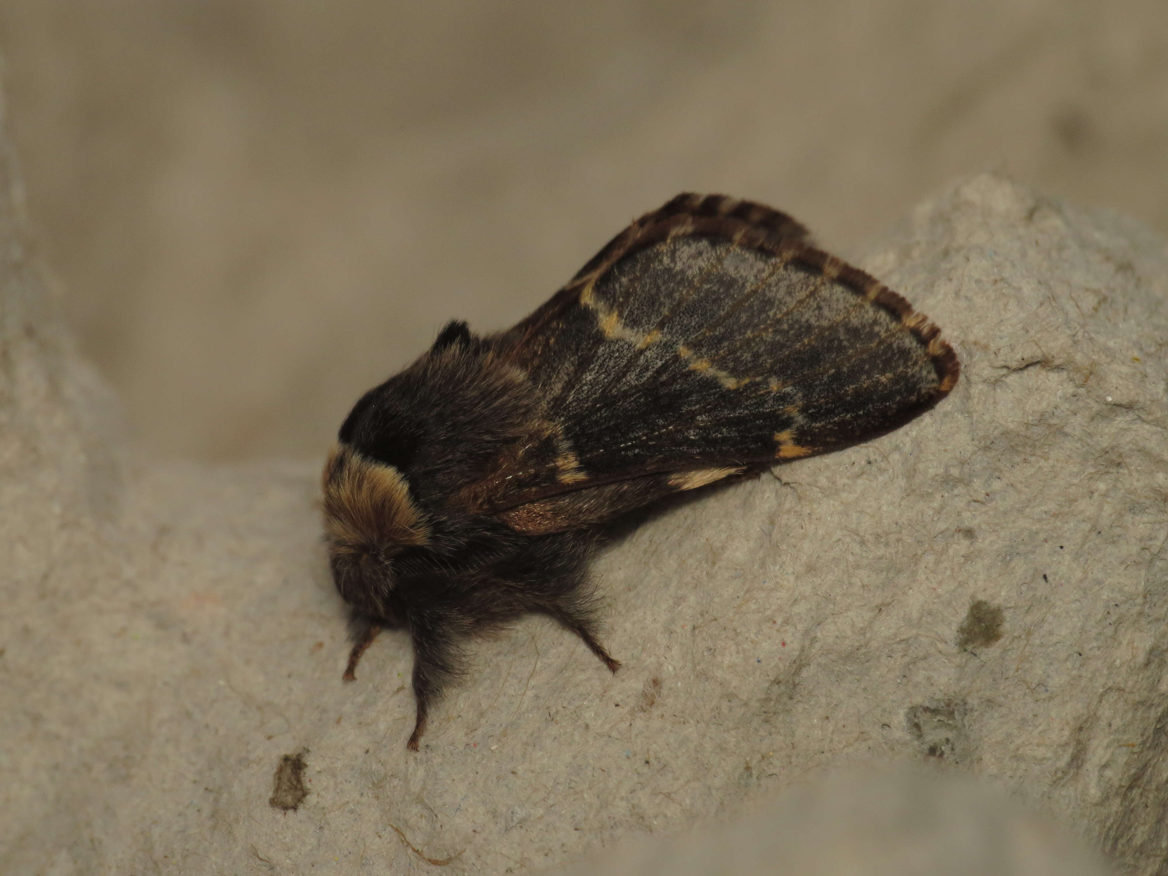 Image de Poecilocampa