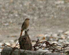 Image of Black Redstart