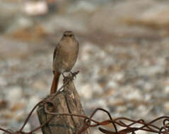 Image of Black Redstart