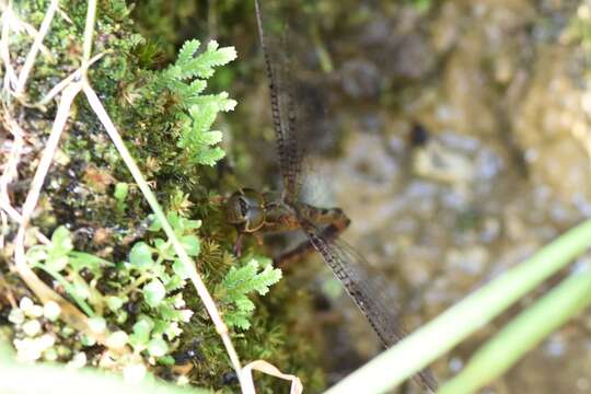 Image of Allopetalia pustulosa Selys 1873