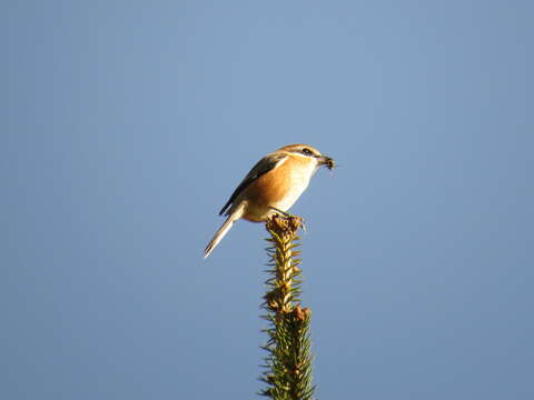 Image of Bull-headed Shrike