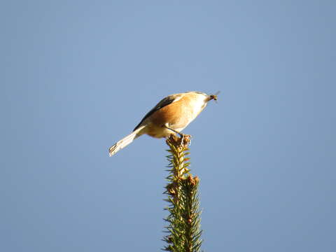 Image of Bull-headed Shrike