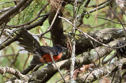 Plancia ëd Myioborus miniatus (Swainson 1827)