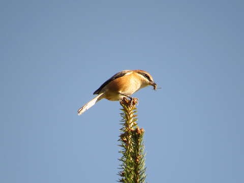 Image of Bull-headed Shrike