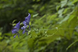 Image of Aconitum sczukinii Turcz.