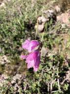 Imagem de Gladiolus varius F. Bolus