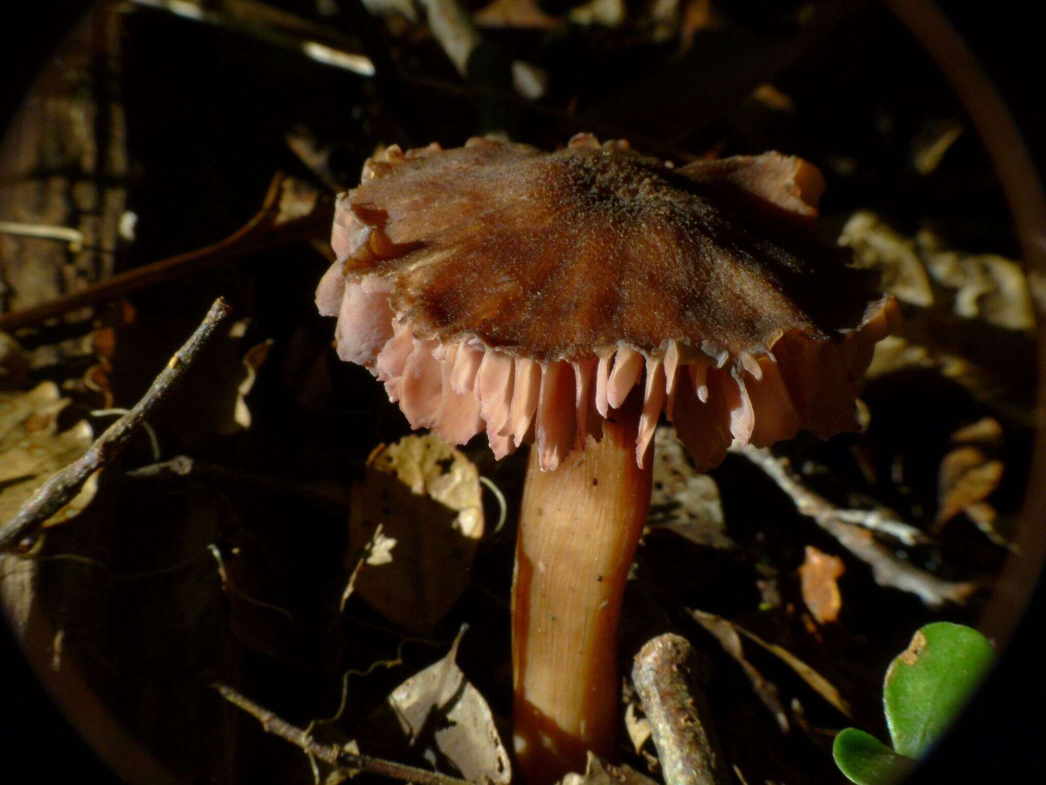 Image of Laccaria violaceonigra G. Stev. 1964