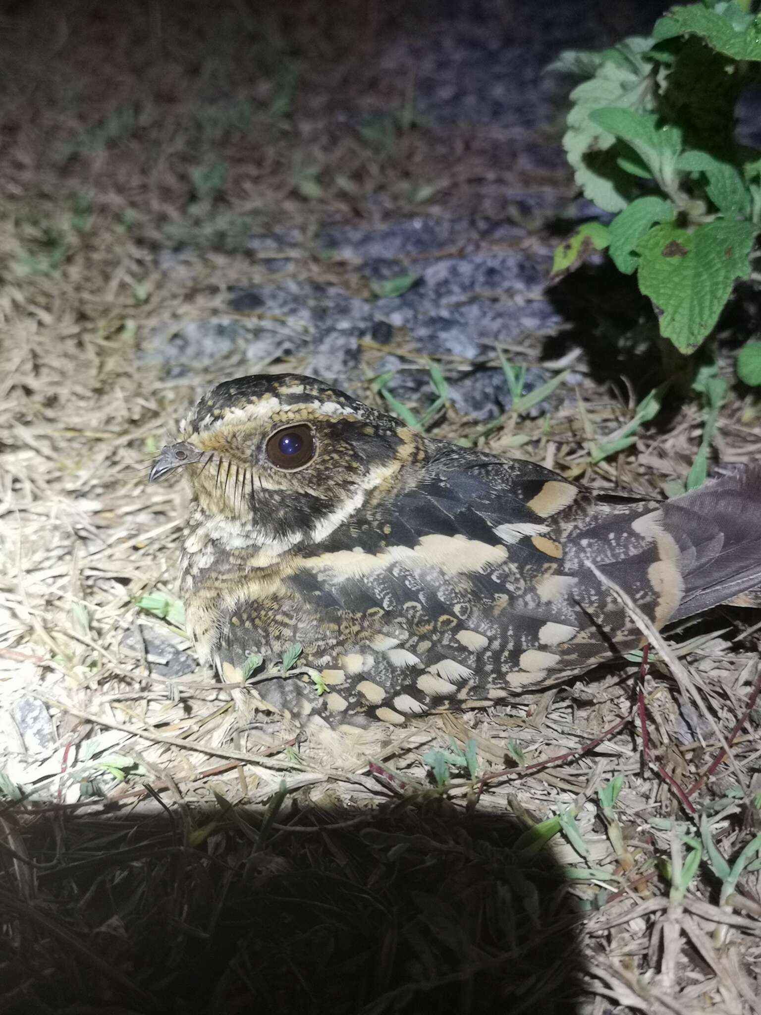 Image of Spot-tailed Nightjar