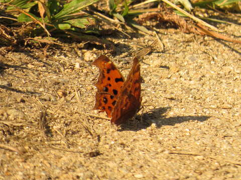 Sivun Polygonia c-aureum Linnaeus 1758 kuva