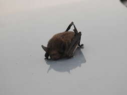 Image of Argentine Brown Bat