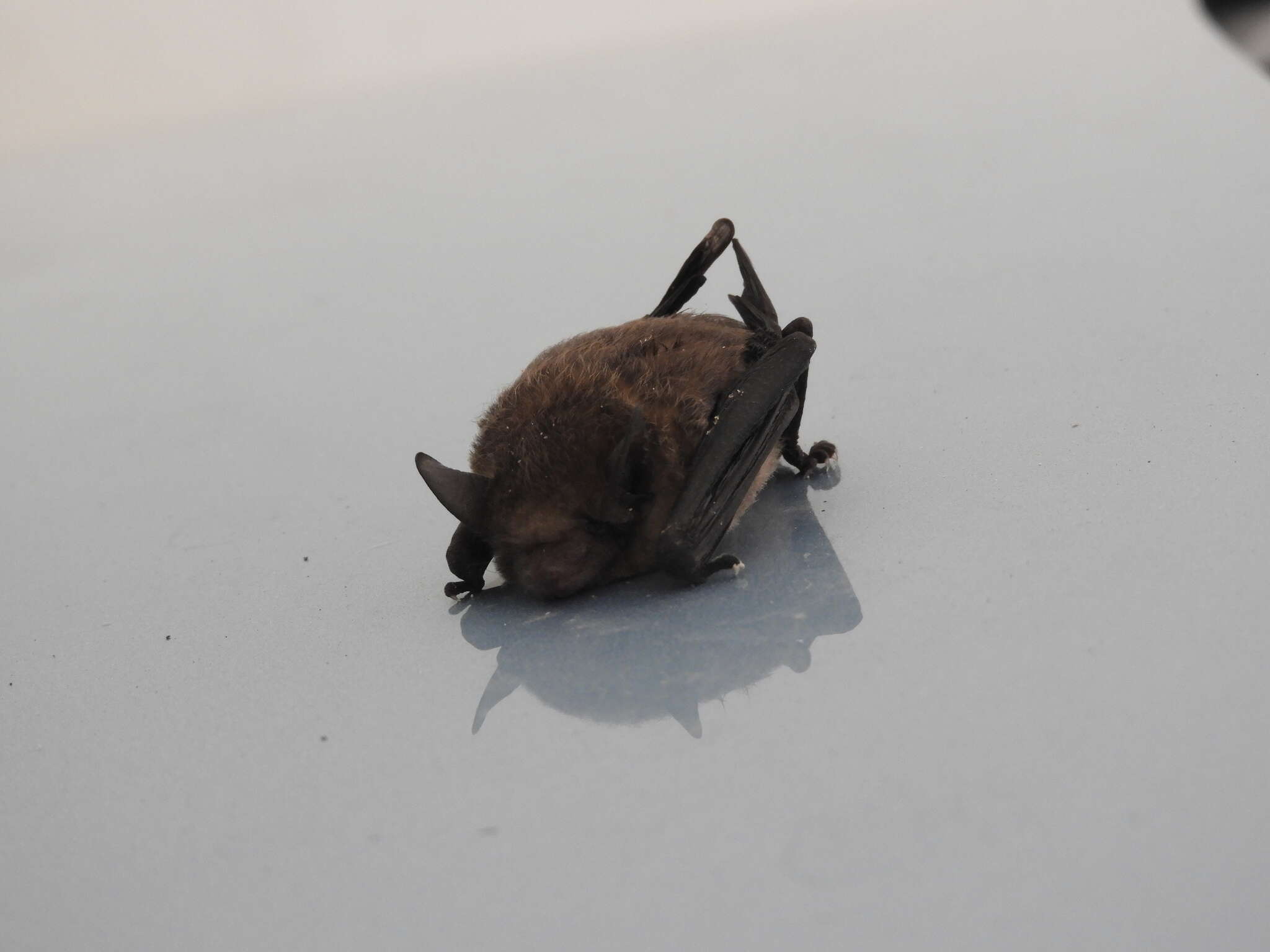 Image of Argentine Brown Bat