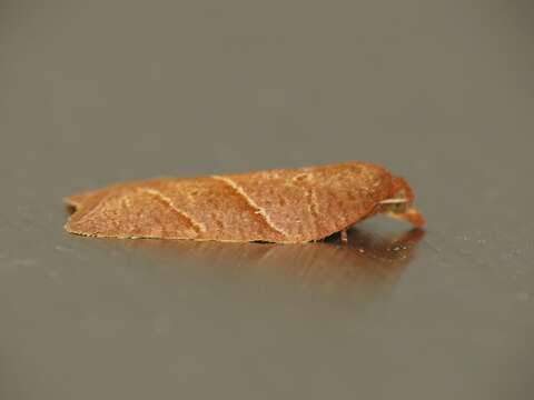 Image of Acleris platynotana Walsingham 1900