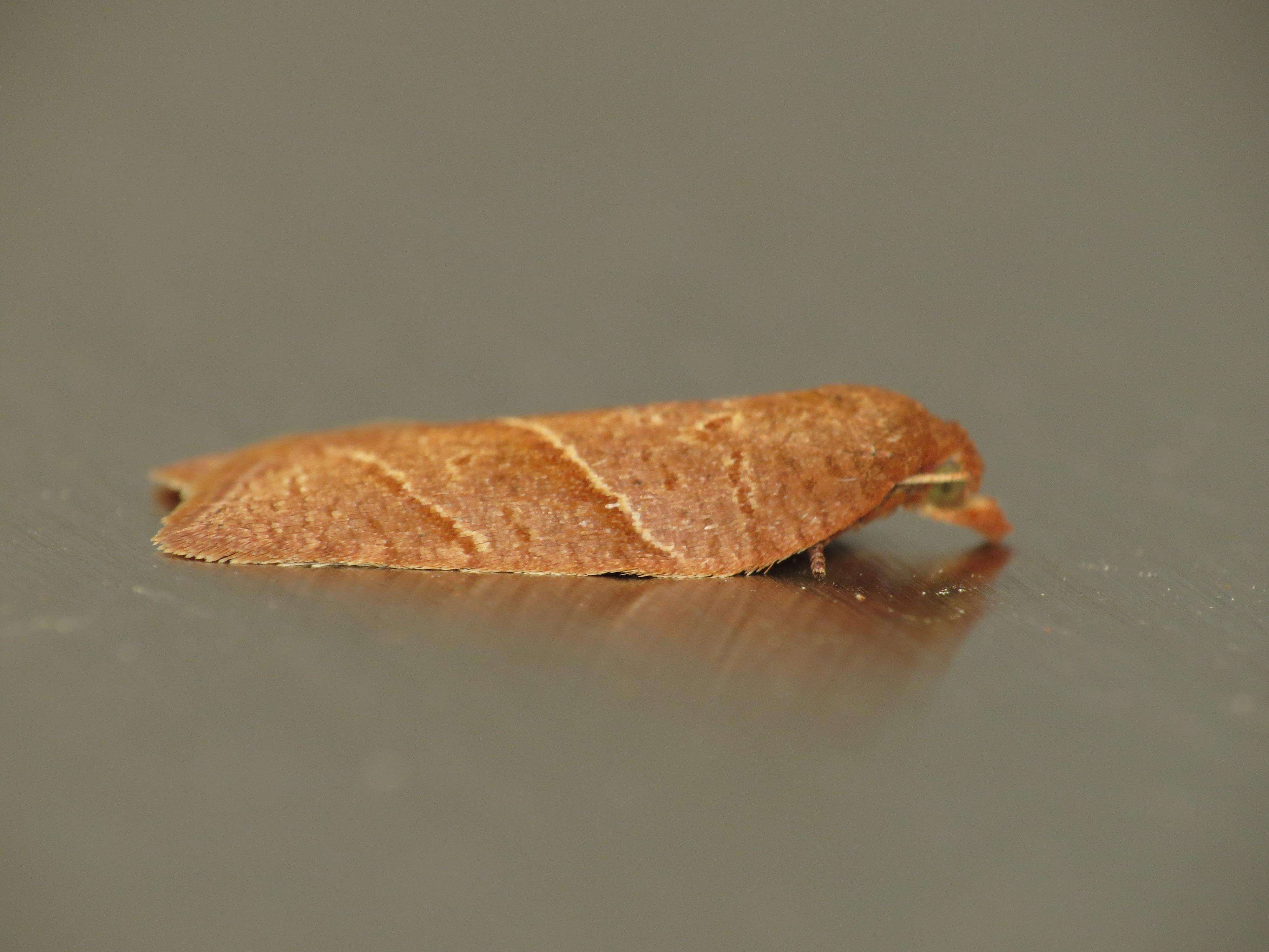 Image of Acleris platynotana Walsingham 1900