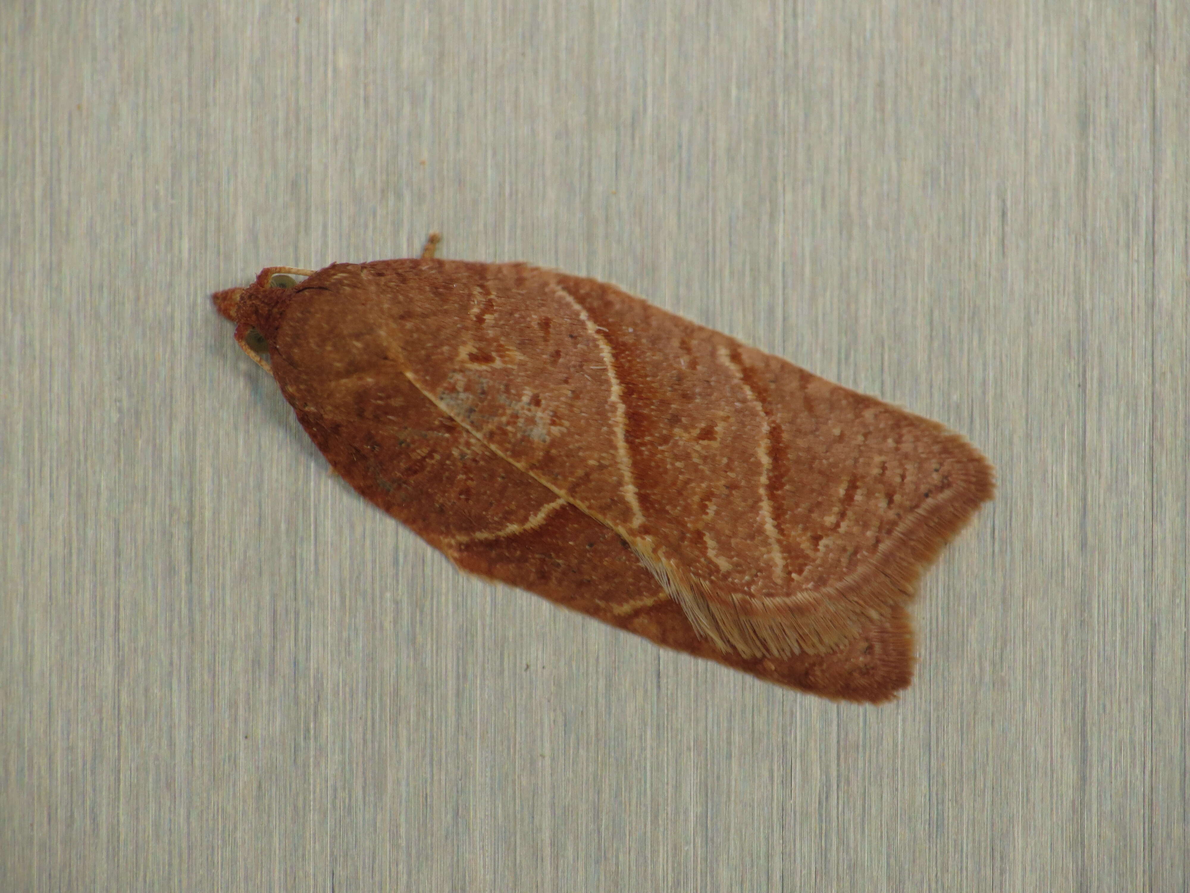 Image of Acleris platynotana Walsingham 1900