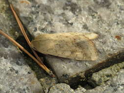 Image of cotton bollworm