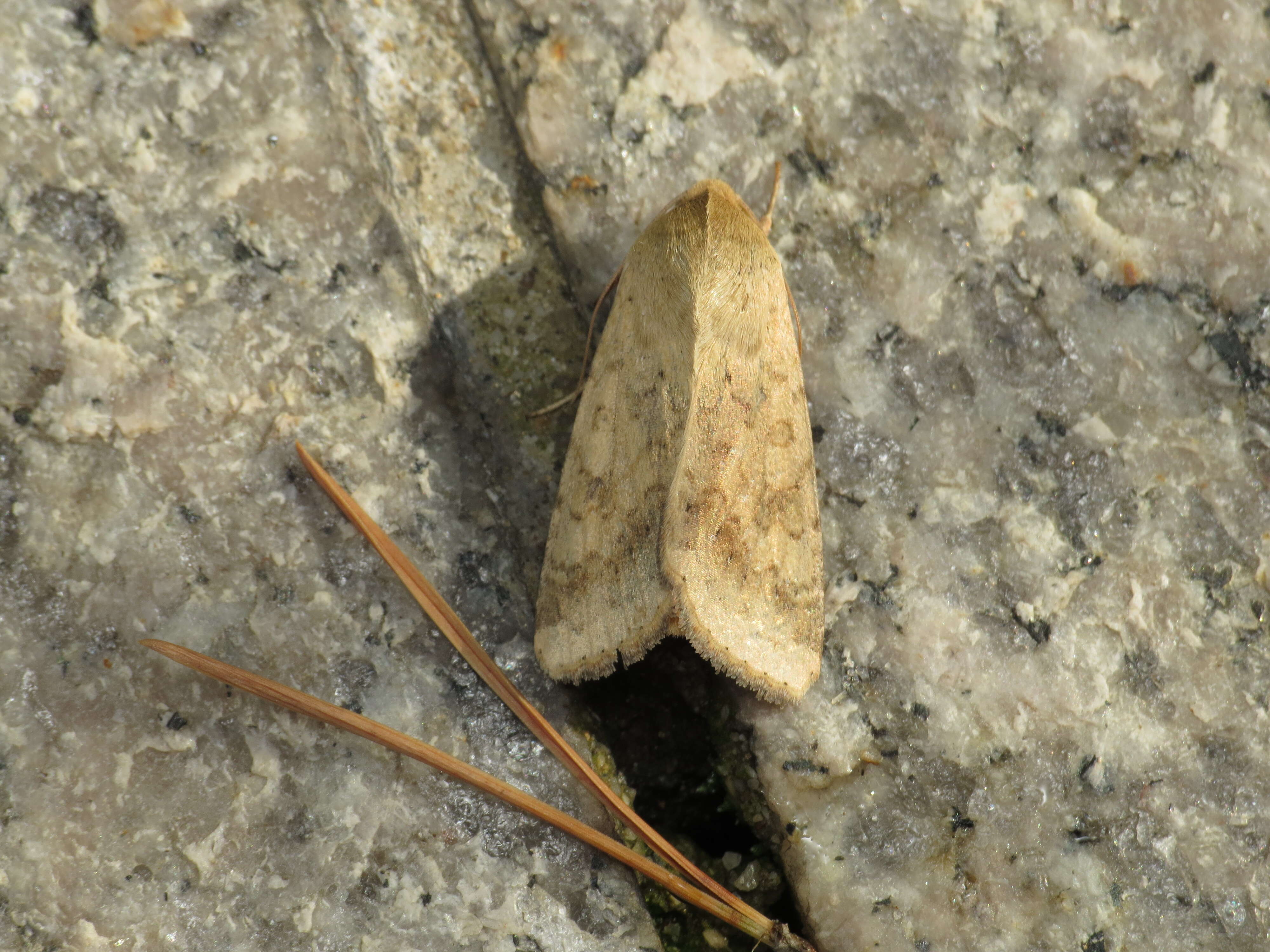 Image of cotton bollworm