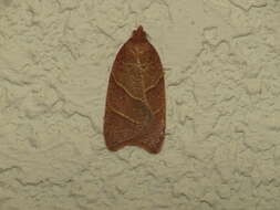 Image of Acleris platynotana Walsingham 1900