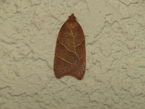 Imagem de Acleris platynotana Walsingham 1900