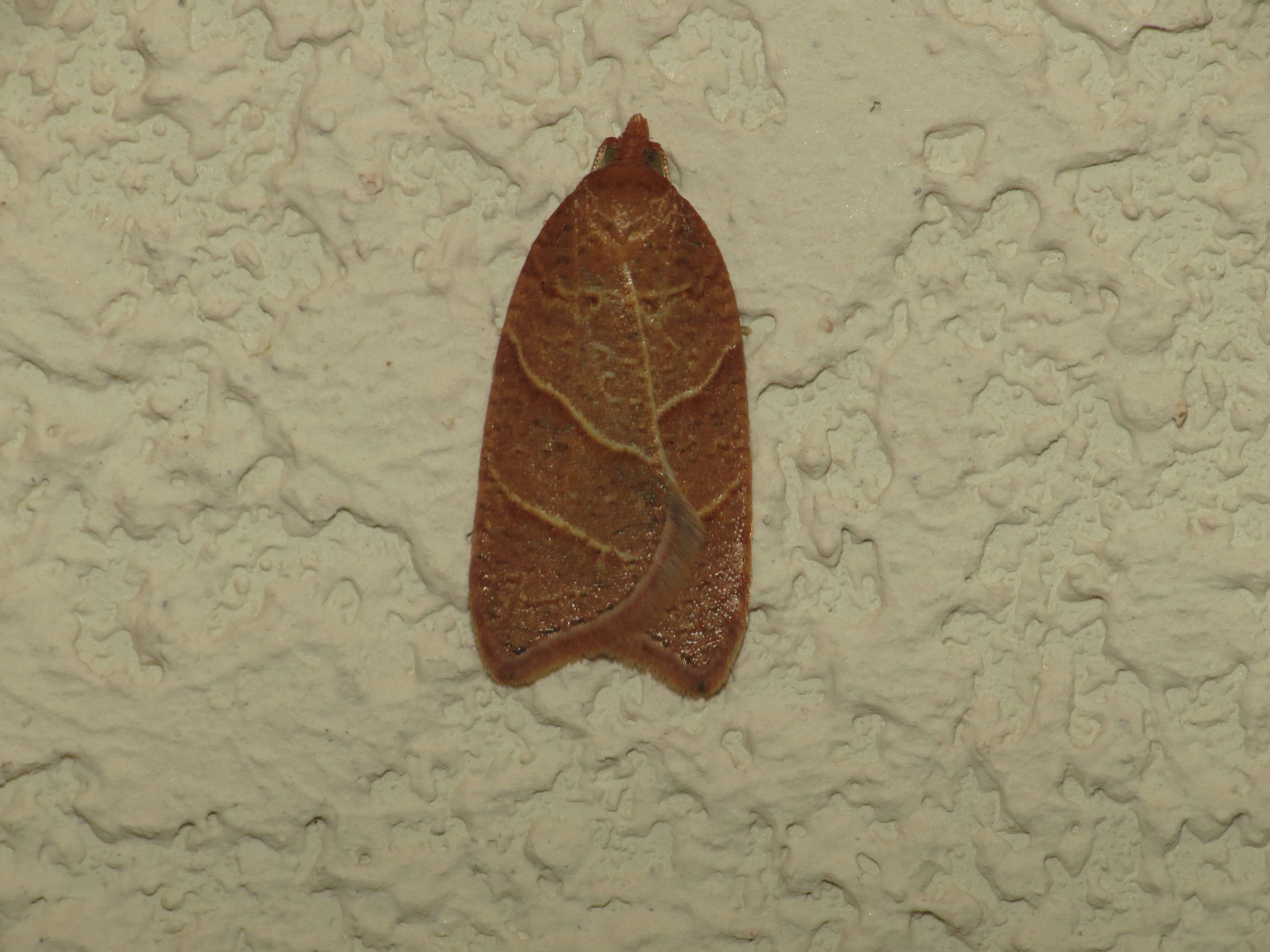 Image of Acleris platynotana Walsingham 1900