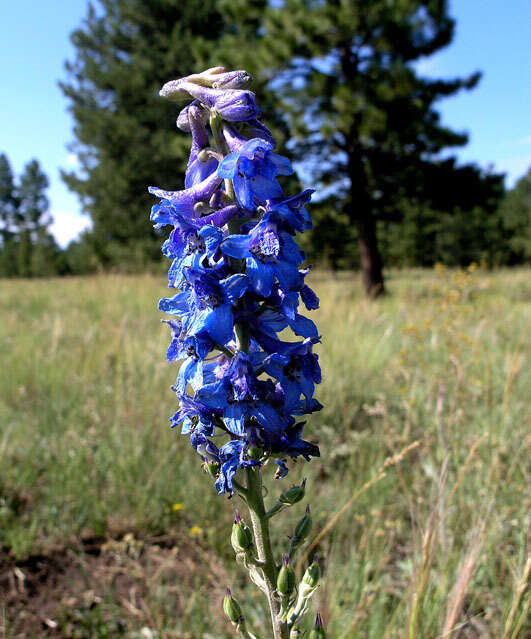 Plancia ëd Delphinium geraniifolium Rydb.