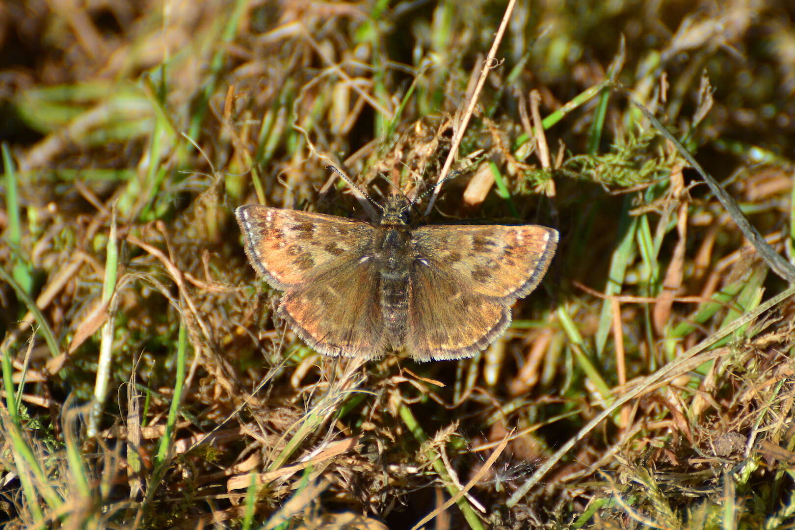 Image of dingy skipper