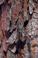 Image of Cicada orni Linnaeus 1758