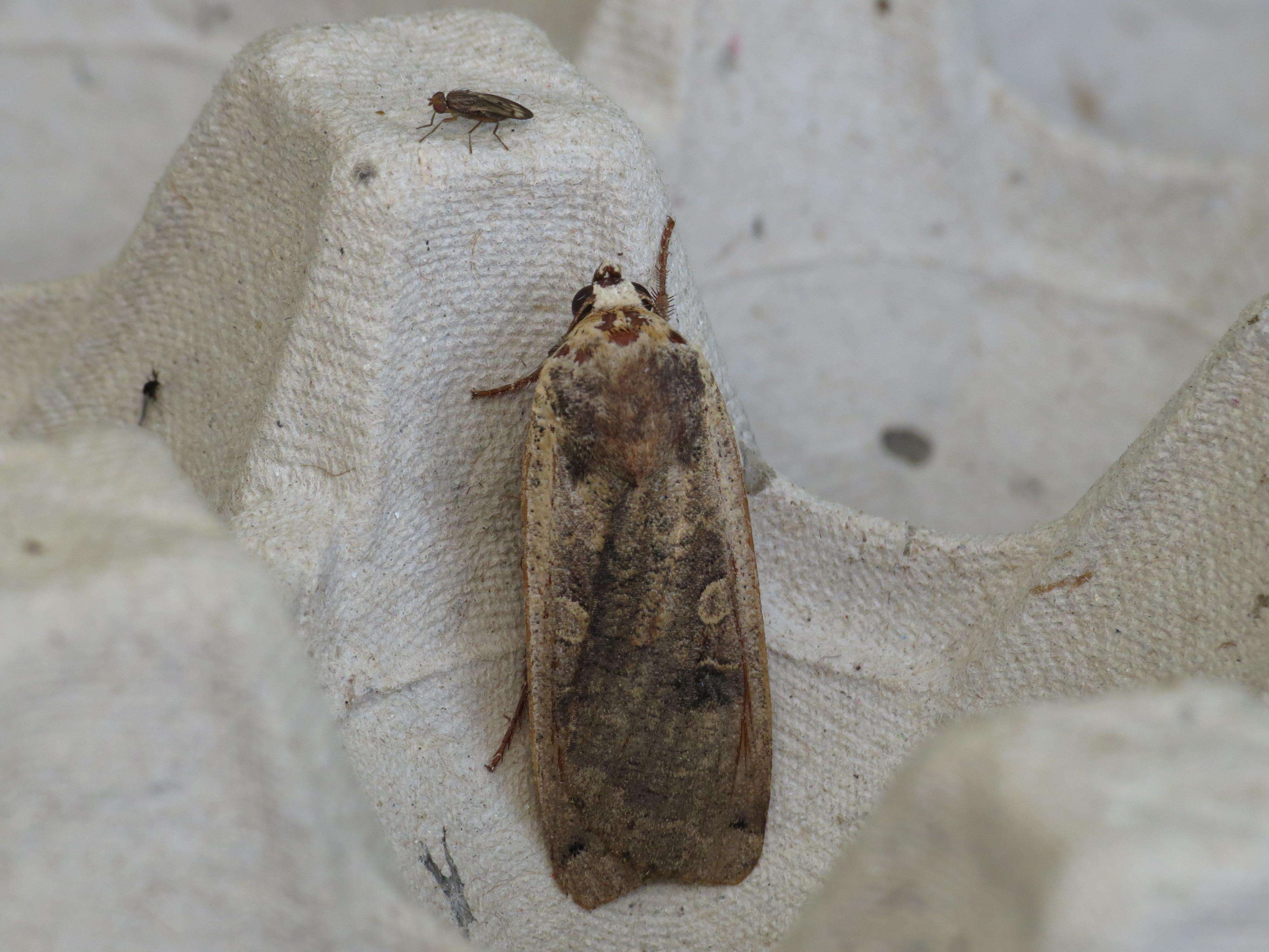 Image of Large Yellow Underwing