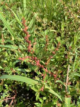 Image of lowland rotala