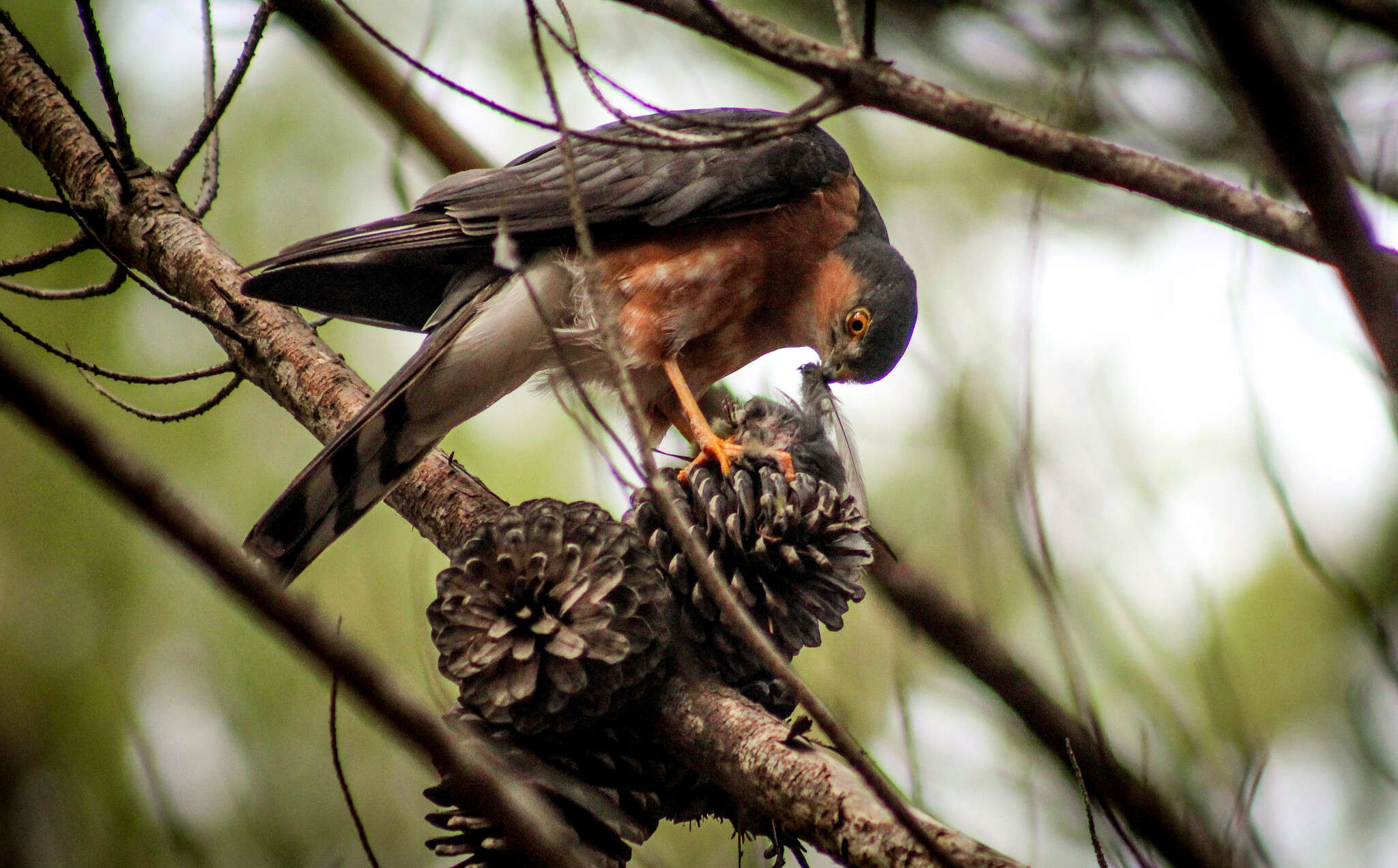 Image of Red-breasted Sparrowhawk