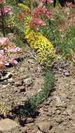 Image of Tropaeolum leptophyllum G. Don