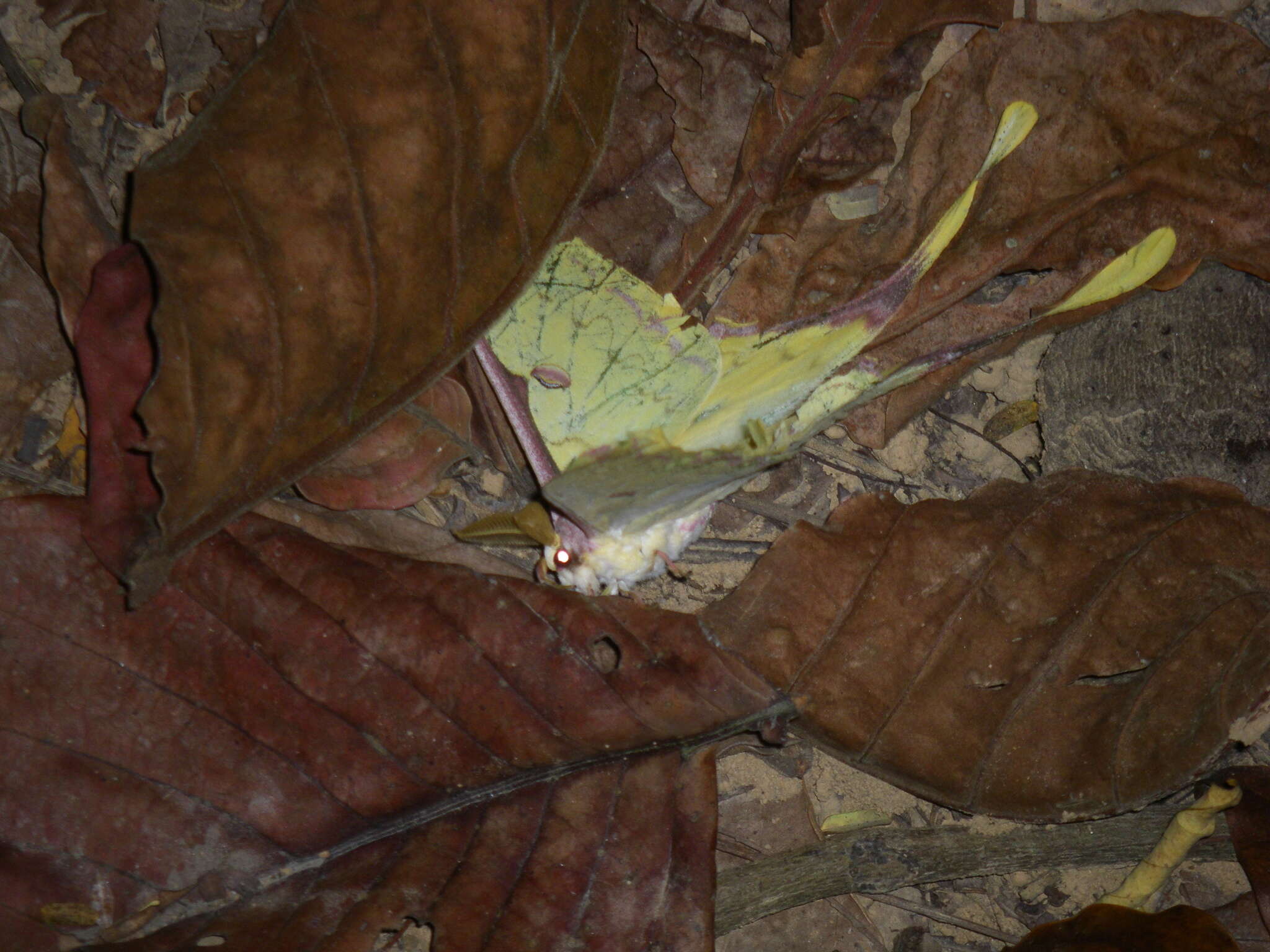 Imagem de Actias sinensis subaurea Kishida 1993