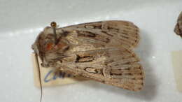 Image of Agrotis fatidica Hübner 1824