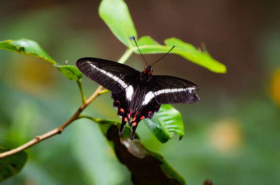 Image of Parides proneus (Hübner 1831)