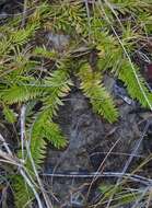 Image of slender clubmoss