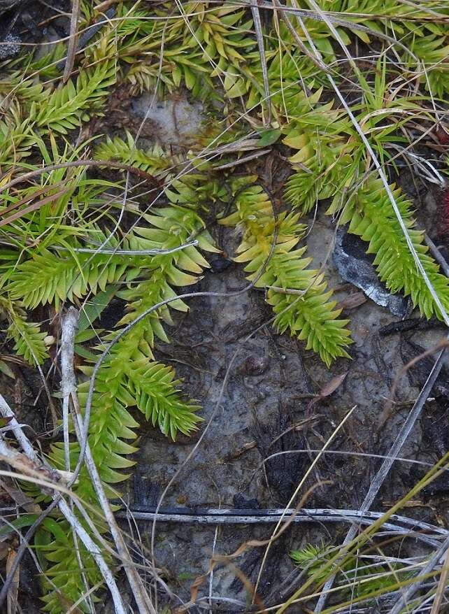 Imagem de Pseudolycopodiella caroliniana (L.) Holub