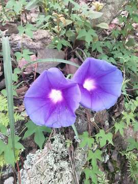 Imagem de Ipomoea laeta A. Gray ex S. Wats.